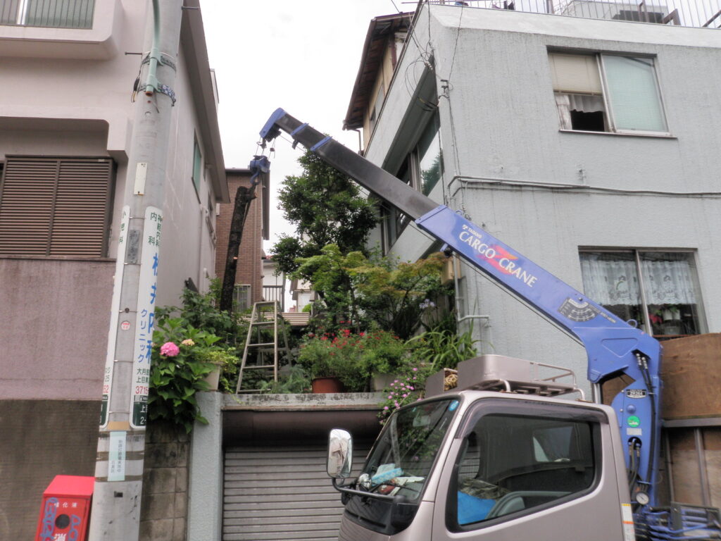 大きくなり過ぎた木の伐採と抜根をしました【目黒区Ｏ邸様】