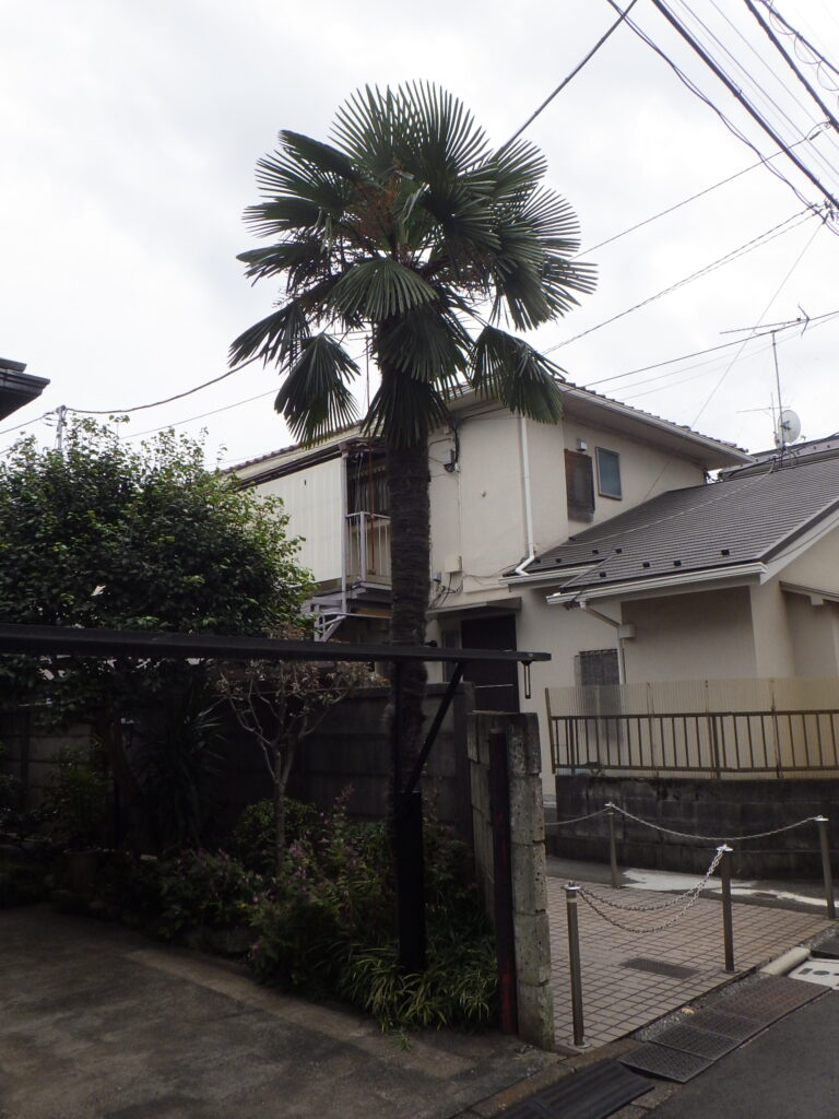 大きくなったシュロと茂ったツバキのお手入れ【目黒区I様邸】