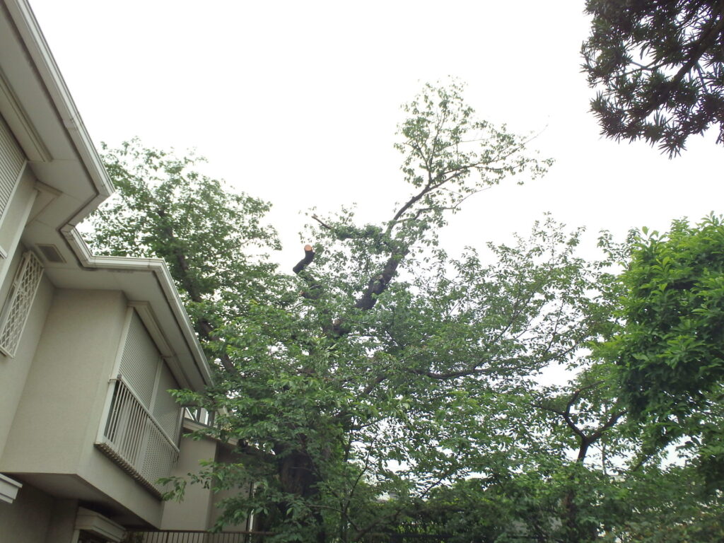 サクラの枯れ枝切除作業【目黒区Ｉ邸様】