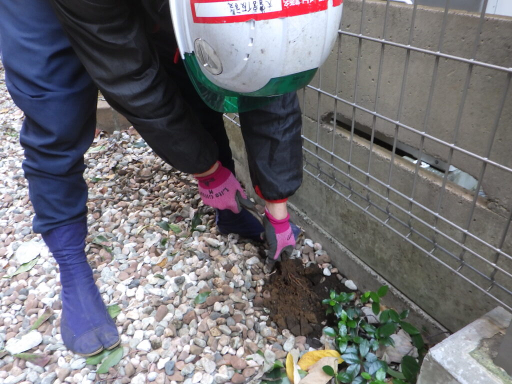 ツタの撤去と樹木の剪定【渋谷区E様邸】