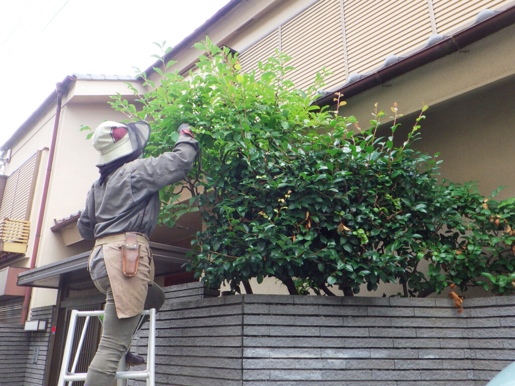 茂った樹木のお手入れ【目黒区O様邸】