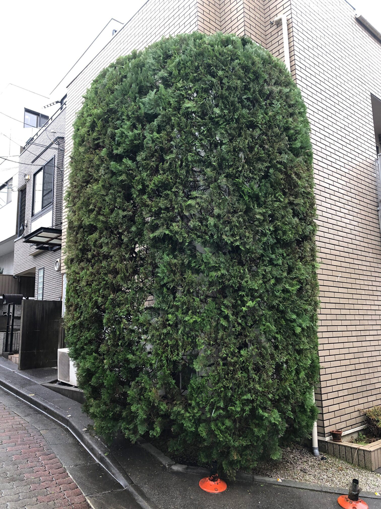 大きくて手が付けられなくなったコニファーのお手入れ【世田谷区I様邸】