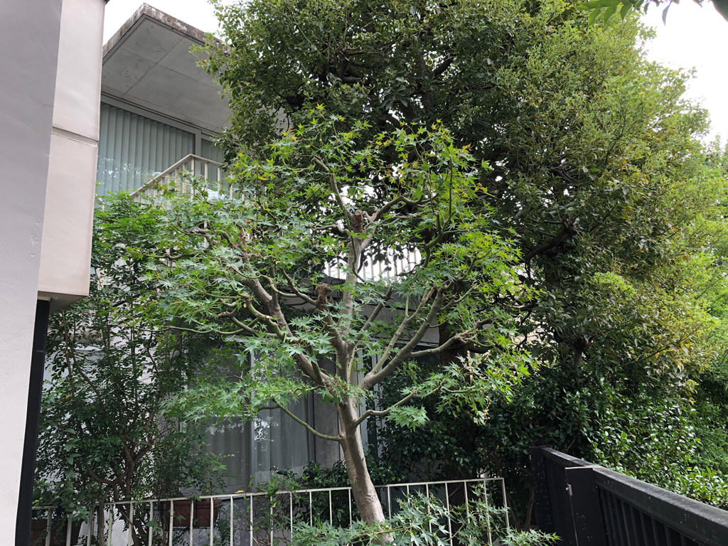 樹木せん定作業【港区R邸】