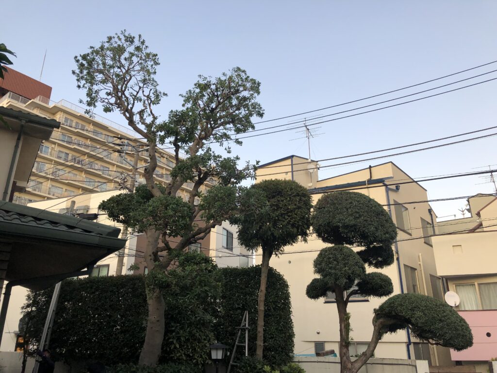 樹木せん定作業【世田谷区Ｋ邸様】
