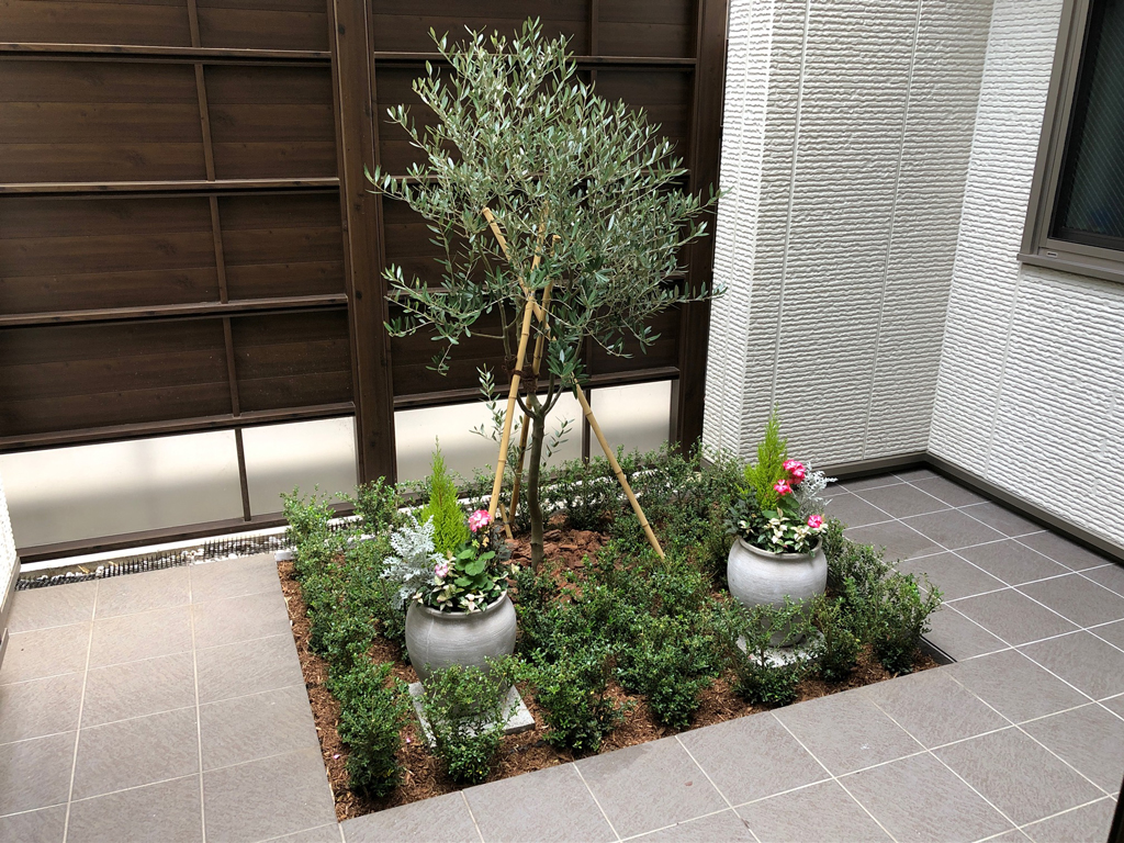 オリーブとツゲを中庭に植え付けました【世田谷区Ｙ様邸】