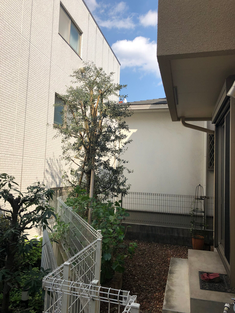 オリーブ剪定と除草作業【港区Ｓ様邸】