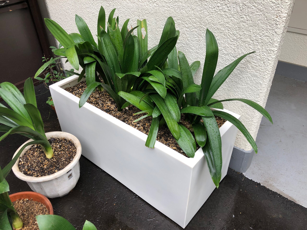たくさんあるクンシランの株分けとプタンターの植替え【世田谷区Ｎ様邸】