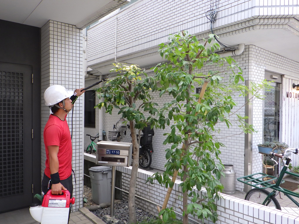 玄関前の伸びた木をスッキリと！【渋谷区U様邸】